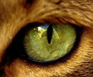 Puzzle πράσινα μάτια γάτας